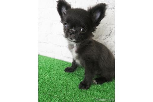 成約済の大阪府のチワワ(ロングコート)-142574の1枚目