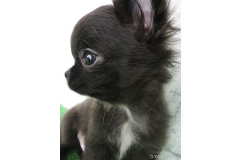 成約済の大阪府のチワワ(ロングコート)-142574の6枚目