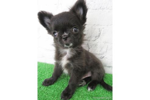 成約済の大阪府のチワワ(ロングコート)-142574の5枚目