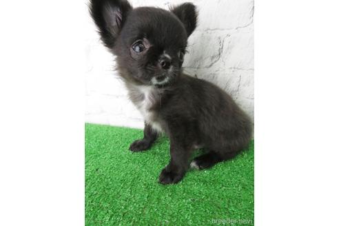 成約済の大阪府のチワワ(ロングコート)-142574の4枚目