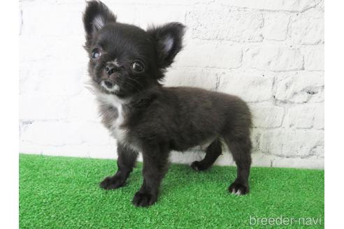 成約済の大阪府のチワワ(ロングコート)-142574の3枚目