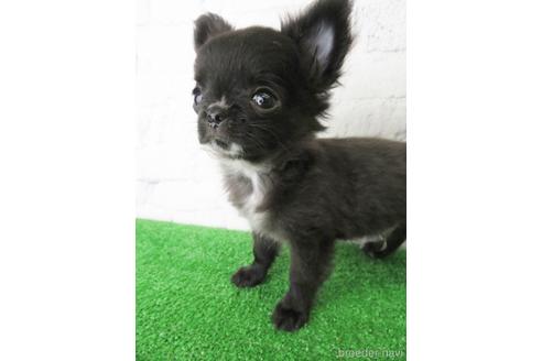 成約済の大阪府のチワワ(ロングコート)-142574の2枚目