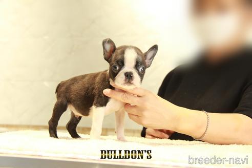 成約済の東京都のボストンテリア-143898の2枚目