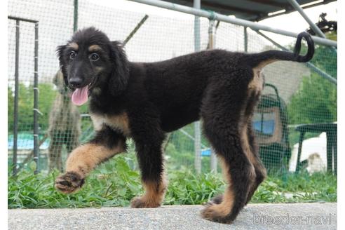 成約済の愛知県のアフガンハウンド-143908の5枚目