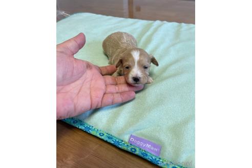 成約済の山形県のマルプー:マルチーズ×トイプードル-143910の1枚目