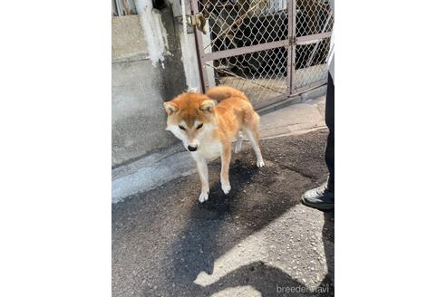 成約済の広島県の柴犬-143928の1枚目