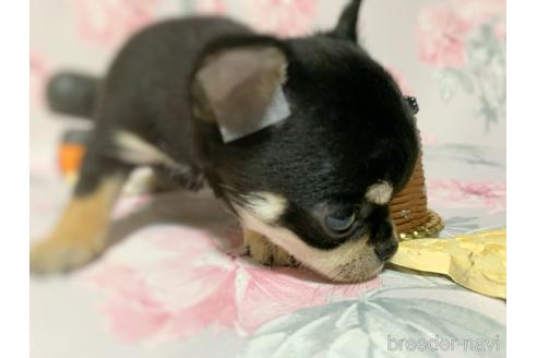 成約済の千葉県のチワワ(スムースコート)-143956の25枚目