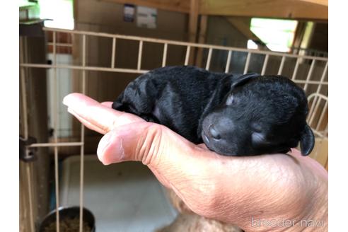 成約済の群馬県のトイプードル-143780の2枚目