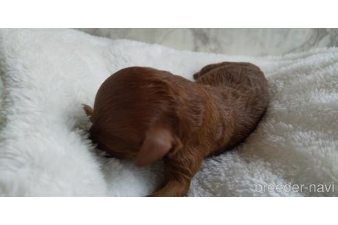 成約済の埼玉県のトイプードル-144008の41枚目