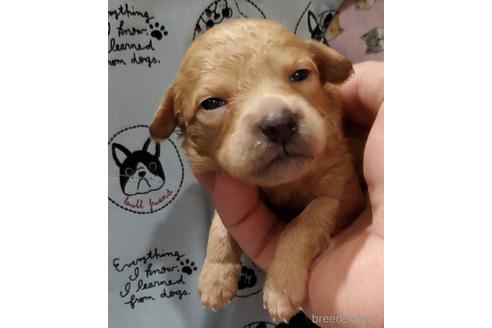 福岡県のミックス犬 男の子 21 07 27生まれ ボストンテリアとプードルの赤ちゃん3 子犬id ブリーダーナビ 福岡県のミックス犬 男の子 21 07 27生まれ ボストンテリアとプードルの赤ちゃん3 子犬id ブリーダーナビ