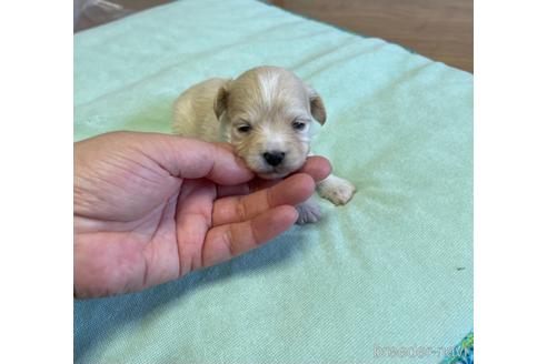 成約済の山形県のマルプー:マルチーズ×トイプードル-144038の1枚目