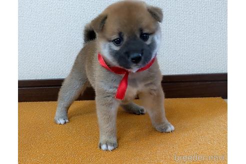 成約済の三重県の柴犬-143879