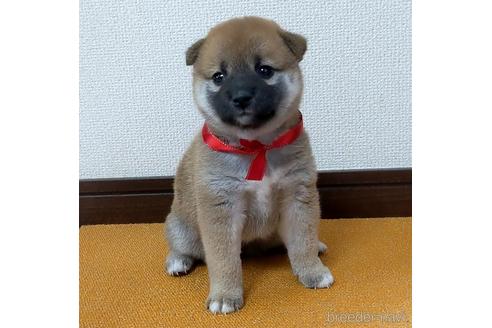 成約済の三重県の柴犬-143879の6枚目