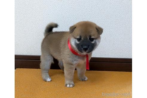 成約済の三重県の柴犬-143879の5枚目