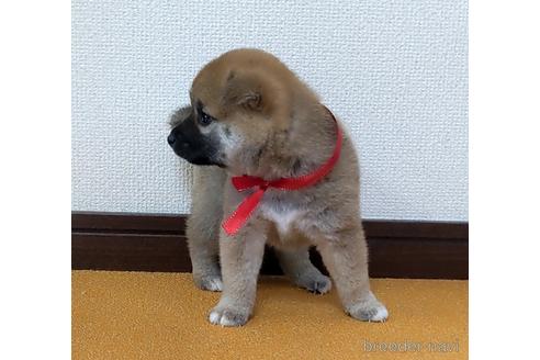 成約済の三重県の柴犬-143879の3枚目