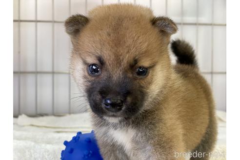成約済の岡山県の柴犬-140409の1枚目