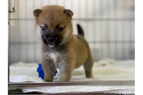 成約済の岡山県の柴犬-140409の5枚目