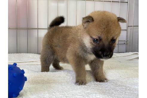 成約済の岡山県の柴犬-140409の4枚目