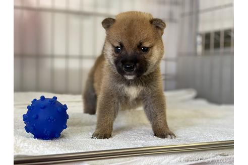 成約済の岡山県の柴犬-140409の3枚目