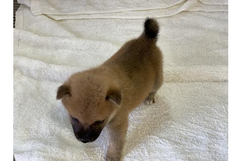 成約済の岡山県の柴犬-140409の2枚目