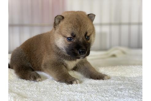 成約済の岡山県の柴犬-140407の2枚目