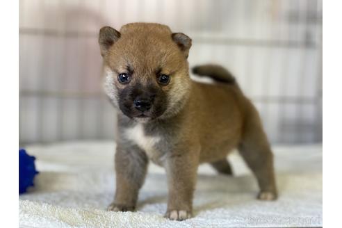 成約済の岡山県の柴犬-140410の1枚目