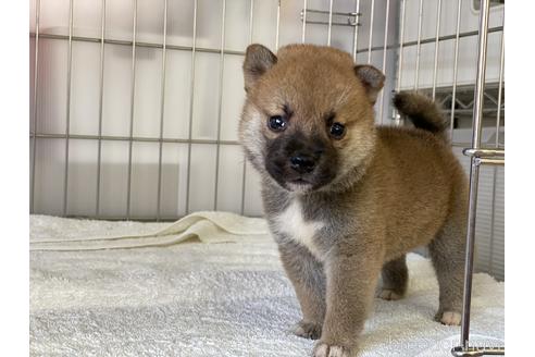 成約済の岡山県の柴犬-140410の5枚目
