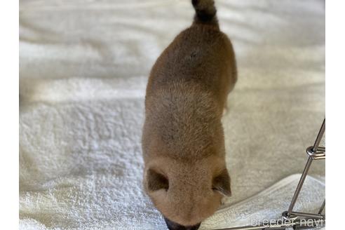 成約済の岡山県の柴犬-140410の4枚目
