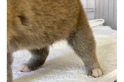 成約済の岡山県の柴犬-140410の3枚目