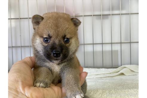 成約済の岡山県の柴犬-140410の2枚目