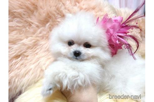 成約済の愛知県のミックス犬-144076の5枚目