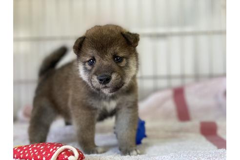 成約済の岡山県の柴犬-144078の4枚目