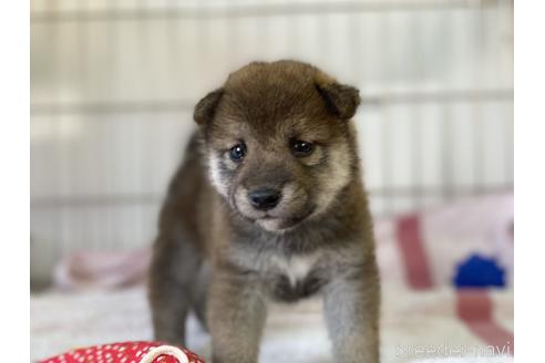 成約済の岡山県の柴犬-144078の3枚目