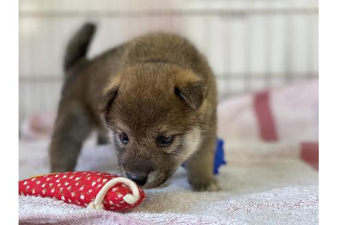 成約済の岡山県の柴犬-144078の2枚目
