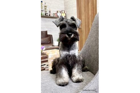 成約済の大阪府のミニチュアシュナウザー-144080の3枚目