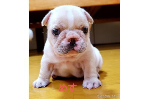 広島県のフレンチブルドッグ 女の子 21 07 01生まれ 両親共に遺伝子クリアー 元気に育ってます 子犬id ブリーダーナビ