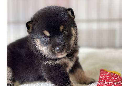 成約済の岡山県の豆柴-144087の1枚目