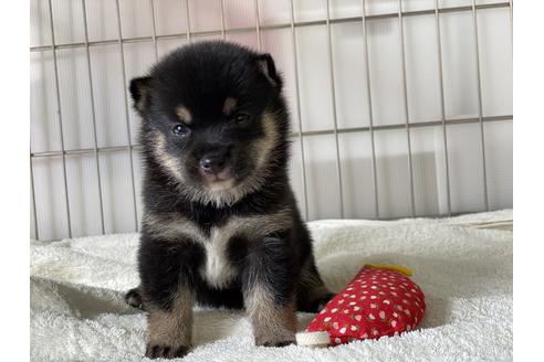 成約済の岡山県の豆柴-144087の4枚目
