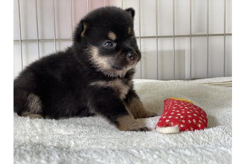 成約済の岡山県の豆柴-144087の3枚目
