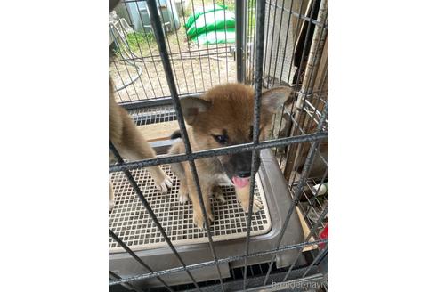 成約済の広島県の柴犬-138439の2枚目