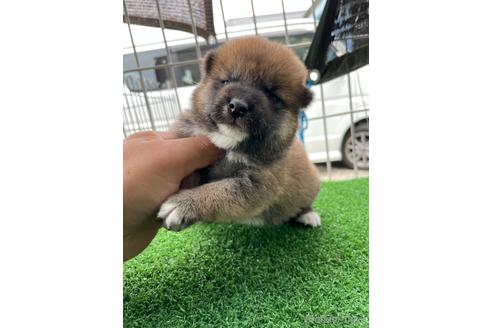 成約済の広島県の柴犬-142789の1枚目