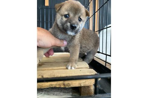 成約済の広島県の柴犬-141122