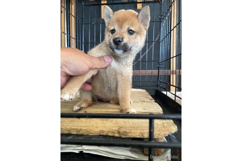 成約済の広島県の柴犬-139492の1枚目