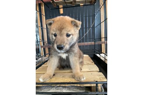 成約済の広島県の柴犬-141121の1枚目