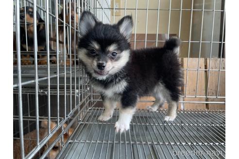 成約済の愛媛県のポメチワ:ポメラニアン×チワワ-141545の2枚目