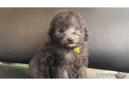成約済の石川県のタイニープードル-144133の1枚目