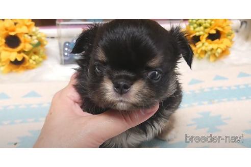 成約済の福岡県のチワワ(ロングコート)-144137