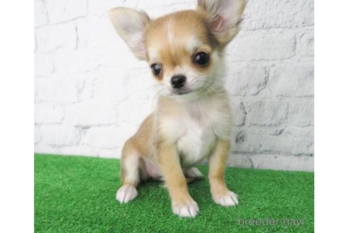 成約済の大阪府のチワワ(ロングコート)-144149の1枚目