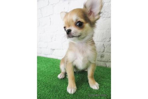 成約済の大阪府のチワワ(ロングコート)-144149の6枚目