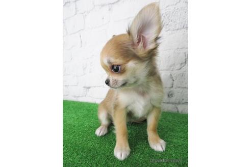 成約済の大阪府のチワワ(ロングコート)-144149の5枚目